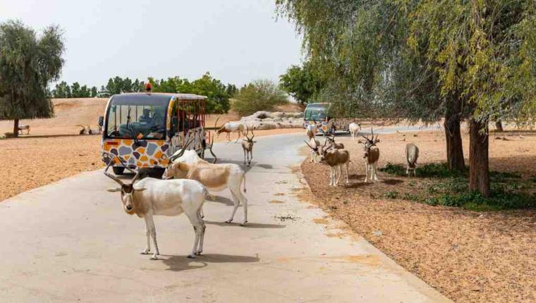 Your Ultimate Guide to Dubai Safari Park’s Exciting 2024/25 Season: Wild Adventures Await!