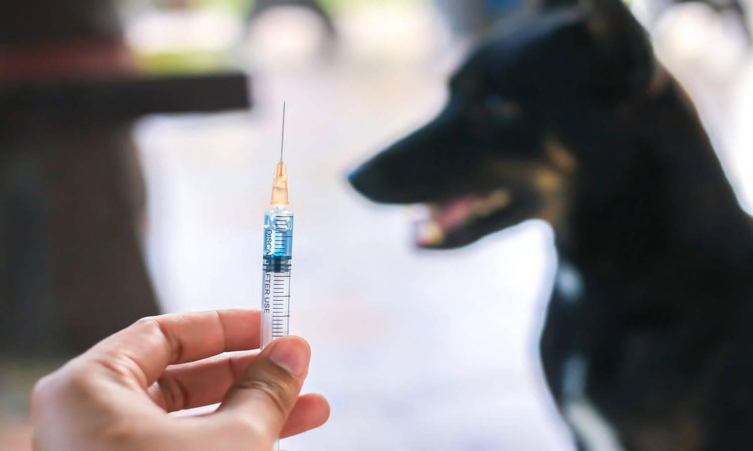 Fatal Mistake: Gwalior Man Dies of Rabies After Being Given Wrong Injection in Critical Case