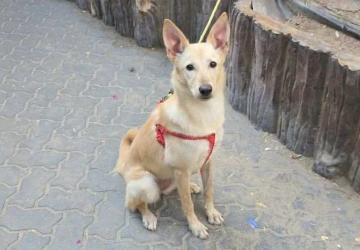 Dubai Sees Rise in Abandoned Pets as Expats Leave Amid Iran Conflict