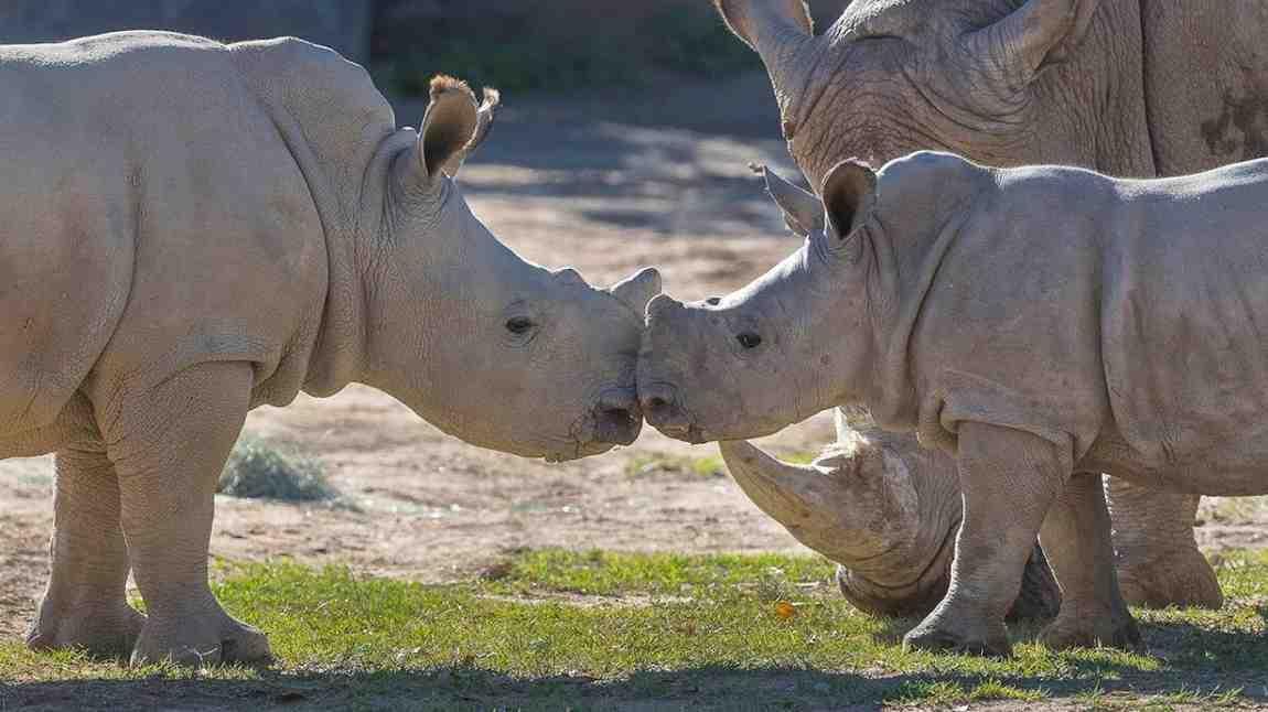 Heartwarming Moment: Dubai Safari Park Welcomes Rare White Rhino Calf ‘Salam’