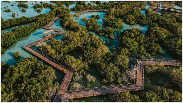 Greening Dubai's Beaches: Ambitious 72km Project Plans 100 Million Mangrove Trees