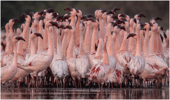 Emirates: Aircraft and Passengers Safe After Flamingo Incident