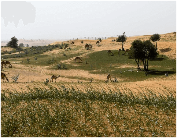 UAE Rains: Discover the Beauty of a Green Desert