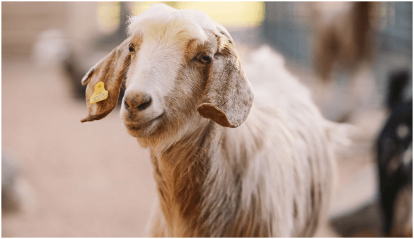 Eid: Pre-Order Sacrificial Animals on Grocery Apps for Qurbani Service in UAE