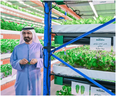 Dubai Announces Launch of World’s Largest Vertical Farm