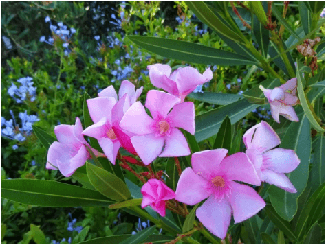 Abu Dhabi Protects Public Health: Bans Toxic Oleander Plant for Community Safety.